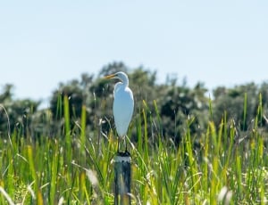 white heron in the middle rice field during daytime thumbnail