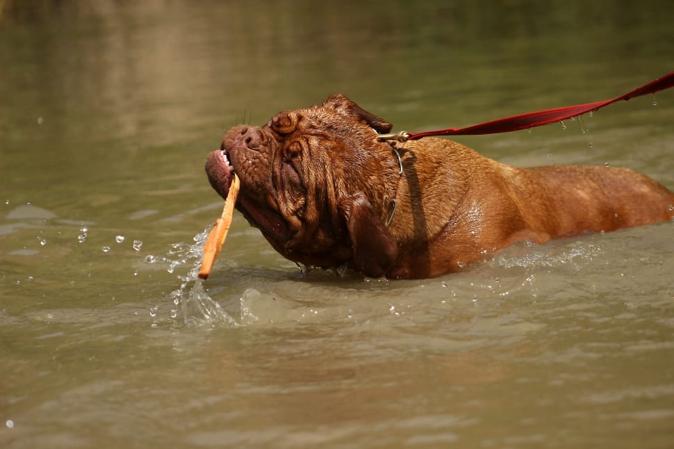 De, White, Dogue, Animal, Bordeaux, Dog, one animal, water preview