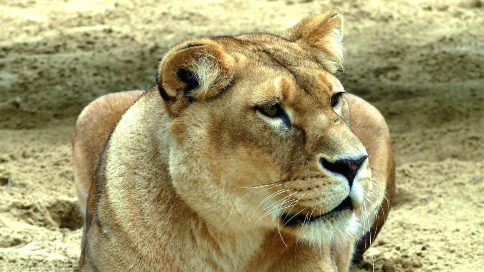 brown and white lioness preview