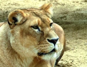 brown and white lioness thumbnail