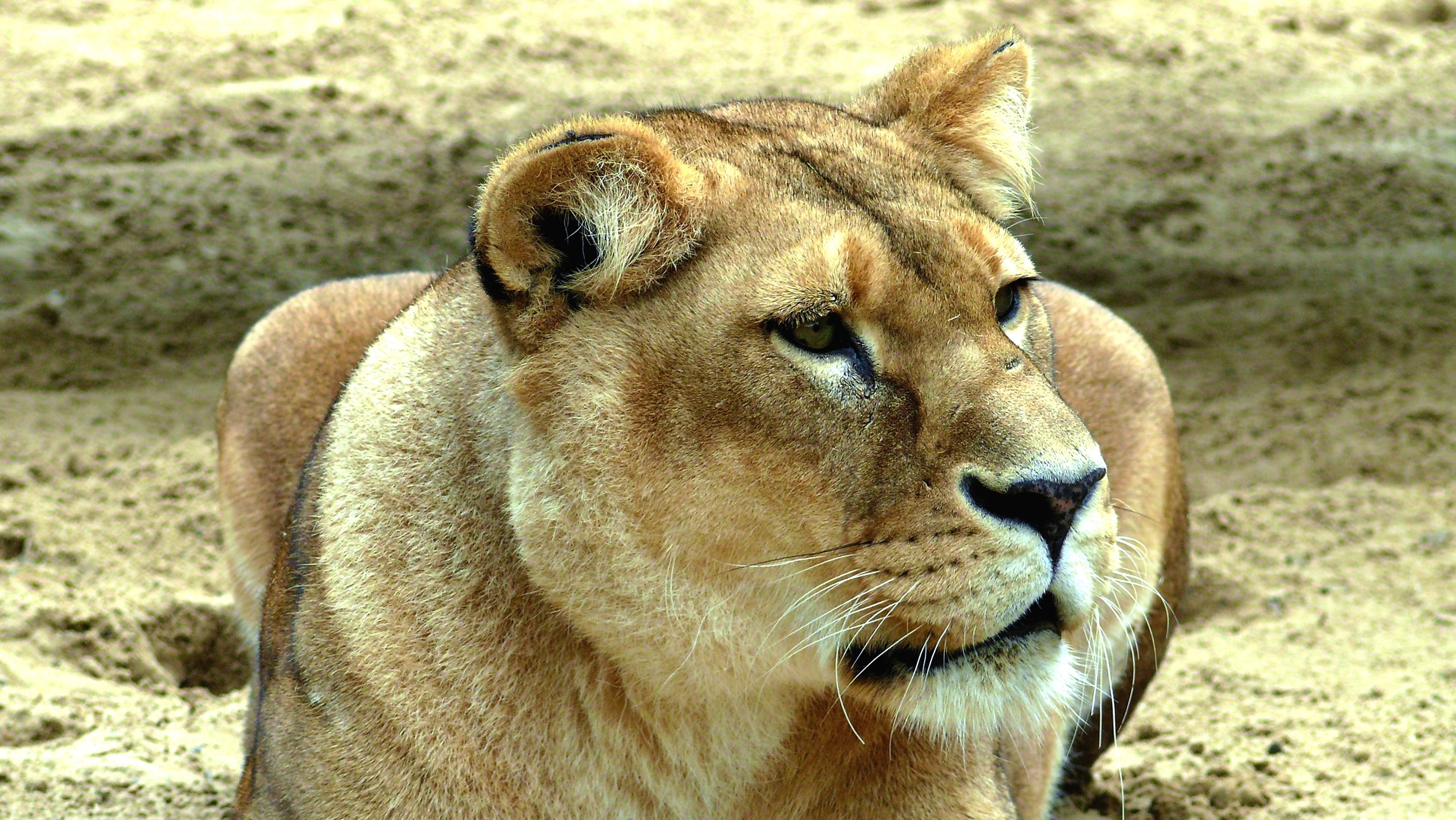 brown and white lioness