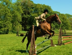 Show, Jumping, Equestrian, Horse, Rider, horse, domestic animals thumbnail