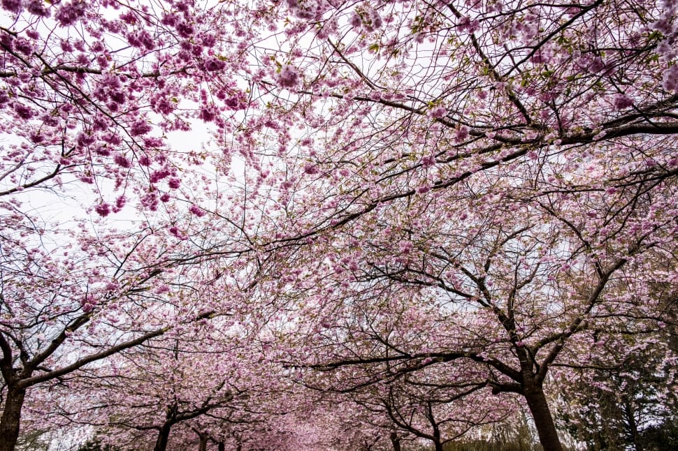 Blossom, Sakura, Tree, Sky, Cherry, tree, springtime preview
