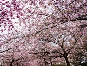 Blossom, Sakura, Tree, Sky, Cherry, tree, springtime thumbnail