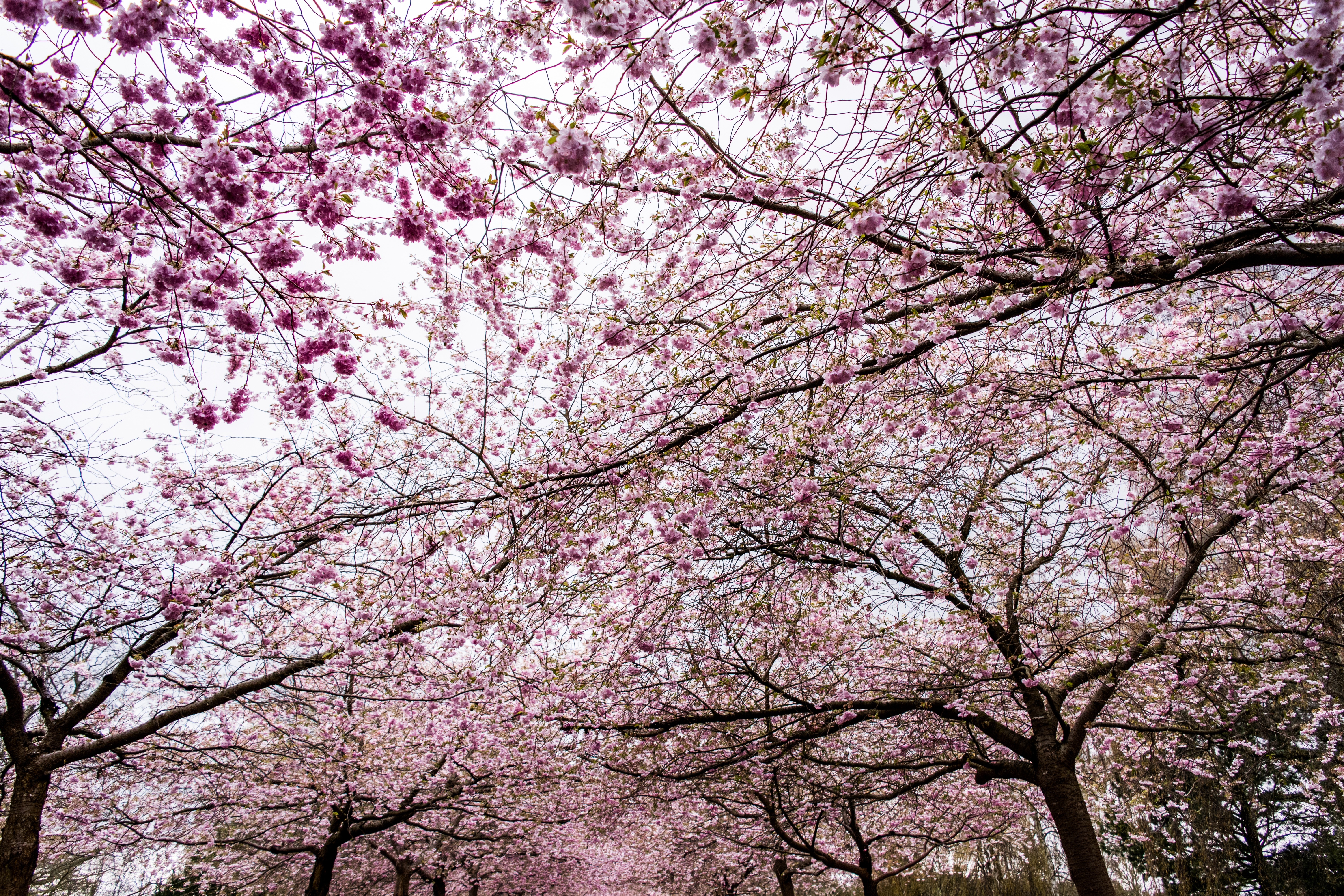 Blossom, Sakura, Tree, Sky, Cherry, tree, springtime