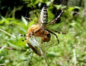 Spider, Branch, Feet, Insecta, Tree, insect, one animal thumbnail