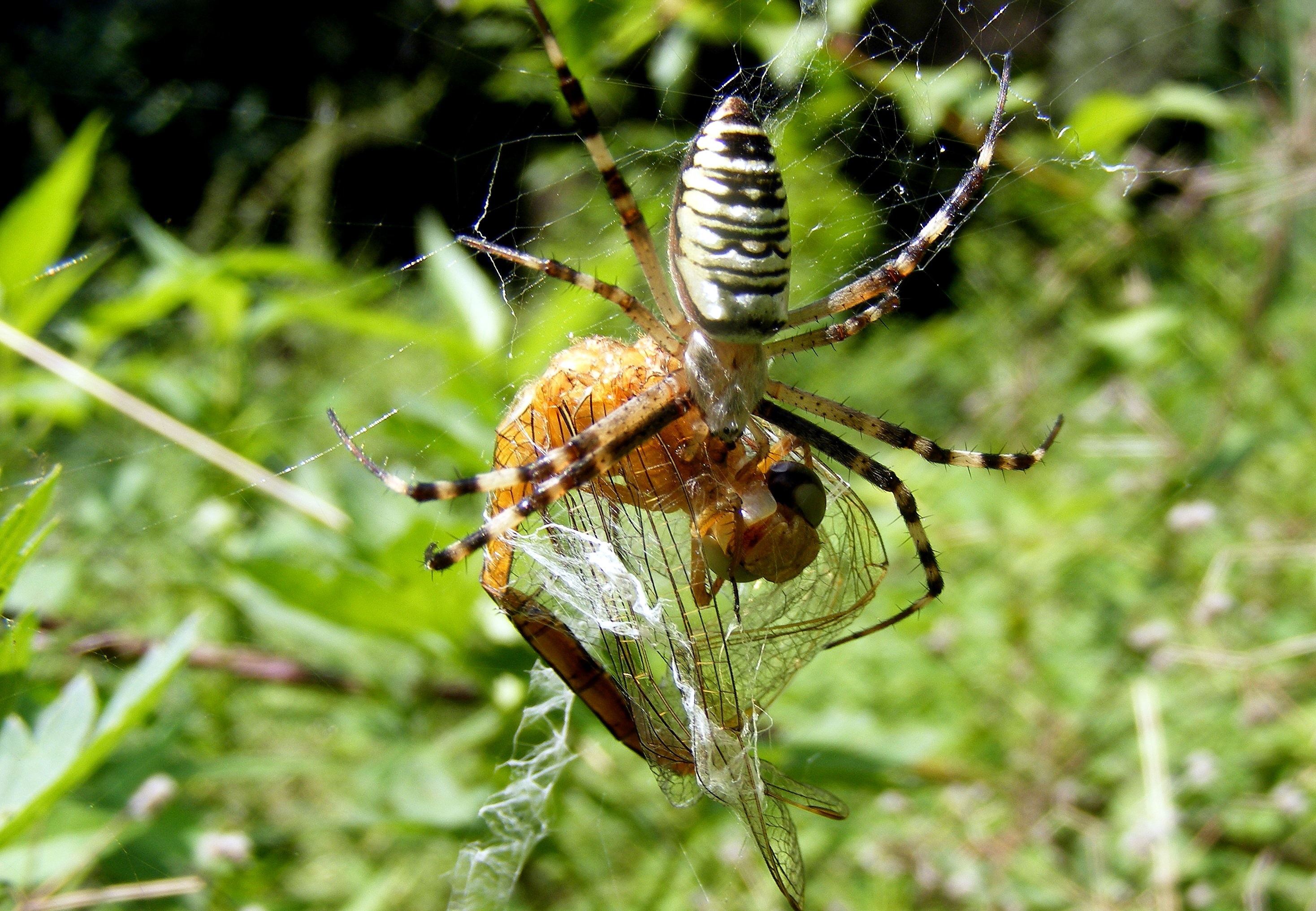 Spider, Branch, Feet, Insecta, Tree, insect, one animal