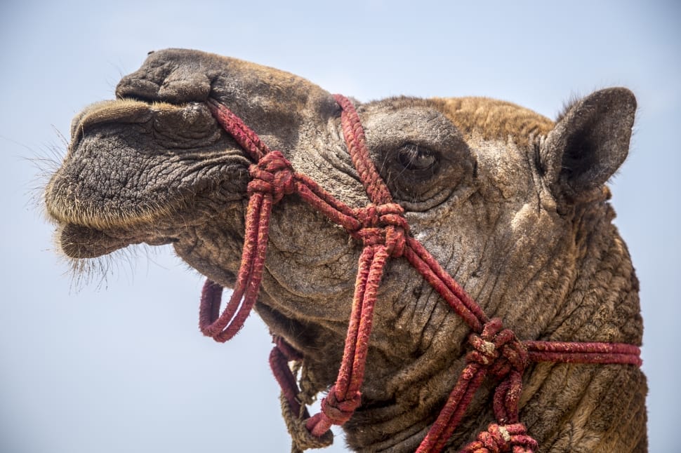 Camel, Animal, Tourism, Travel, Sea, rope, animal body part preview