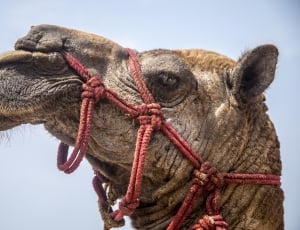 Camel, Animal, Tourism, Travel, Sea, rope, animal body part thumbnail