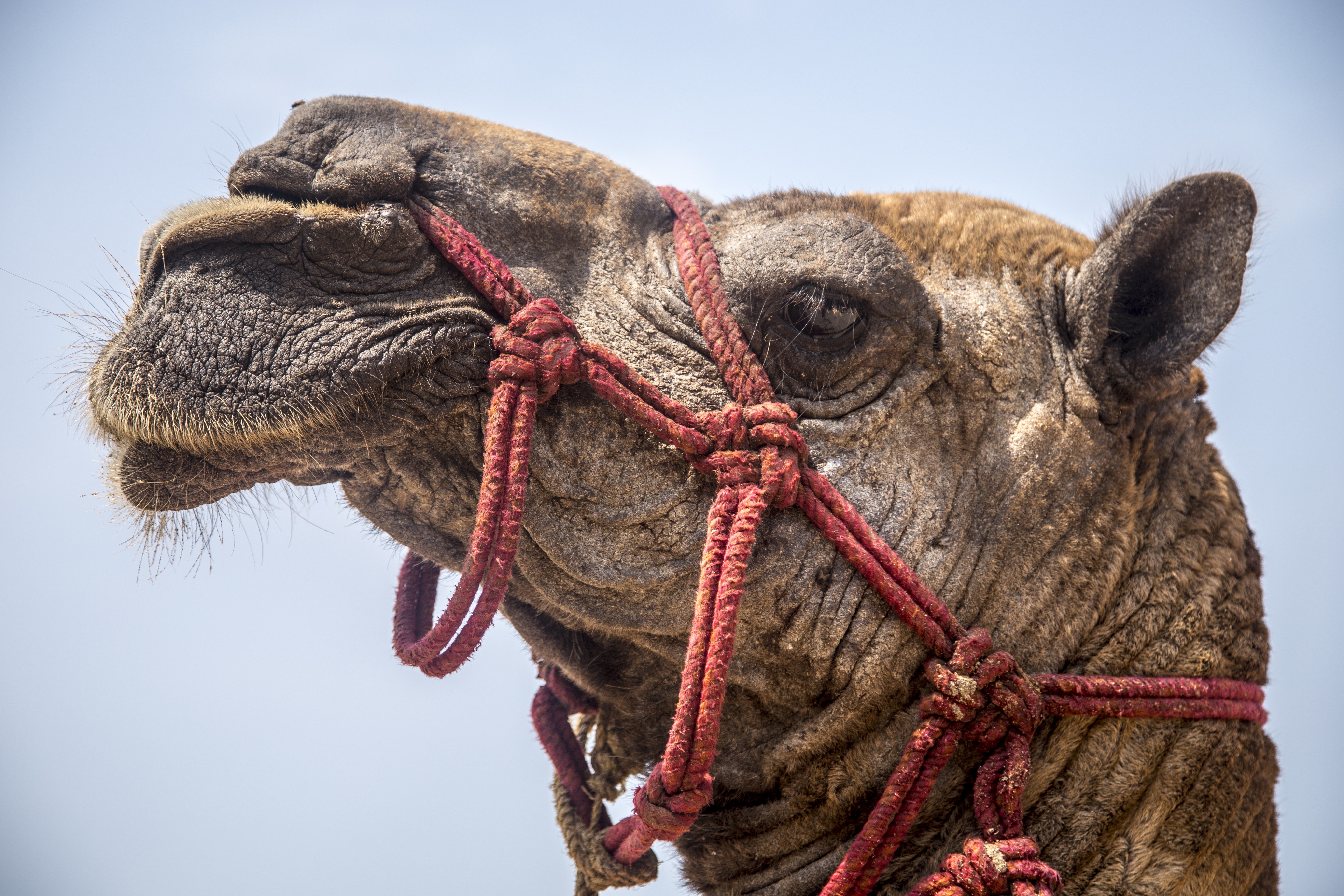Camel, Animal, Tourism, Travel, Sea, rope, animal body part