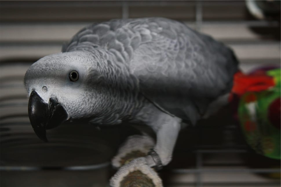 gray parrot preview