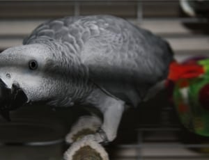 gray parrot thumbnail