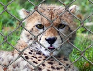 Predator, Cheetah, Young Animal, looking at camera, one animal thumbnail