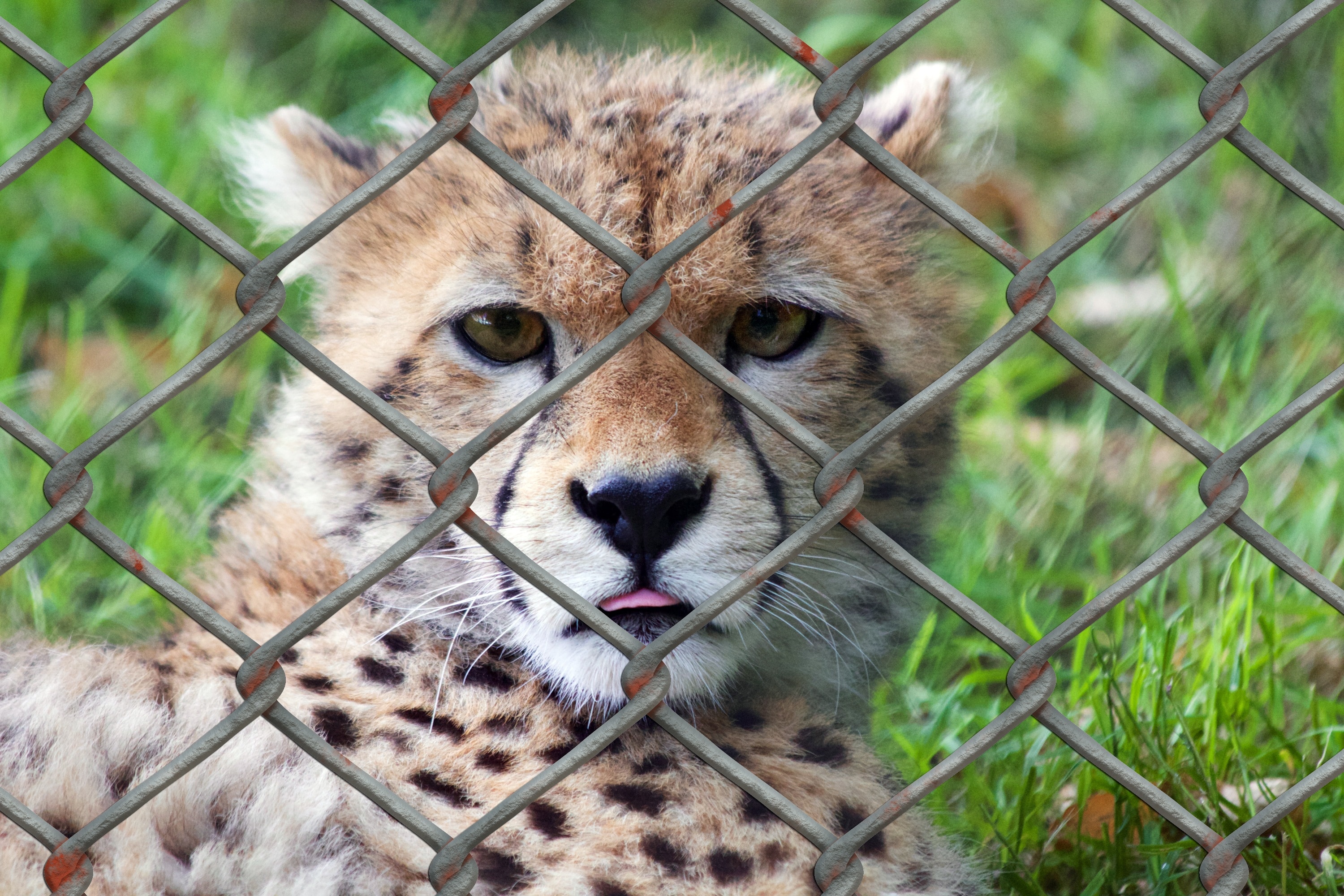 Predator, Cheetah, Young Animal, looking at camera, one animal