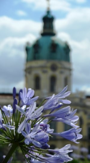 Castle, Monument, Sky, The Palace, flower, no people thumbnail