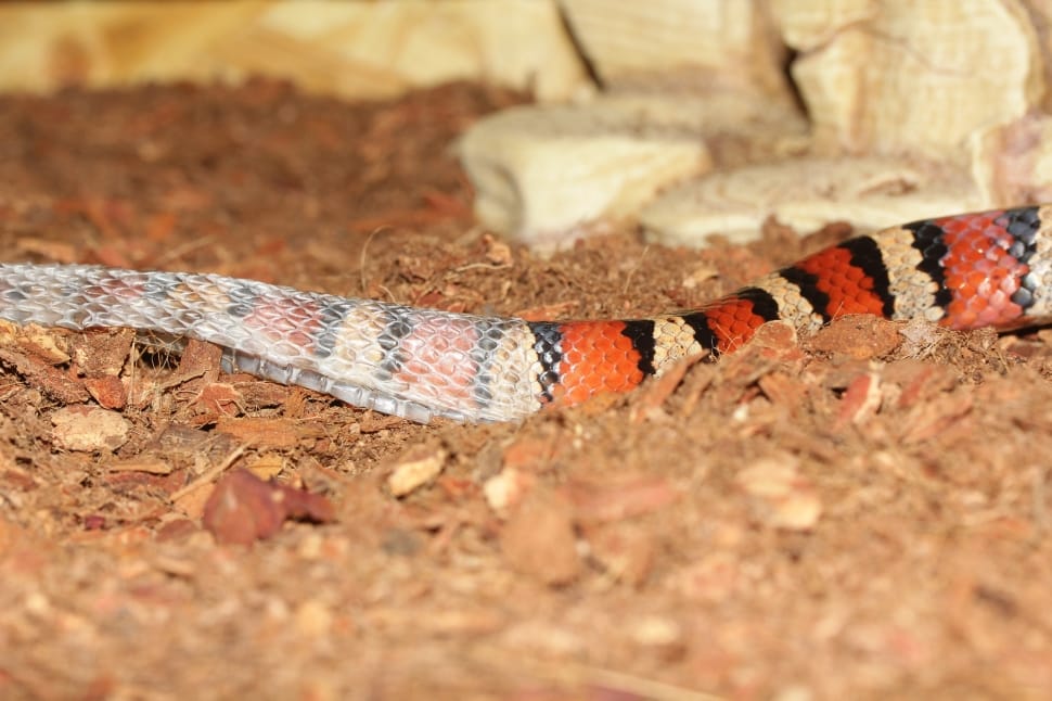 red and black striped snake leaving skin on brown soil preview