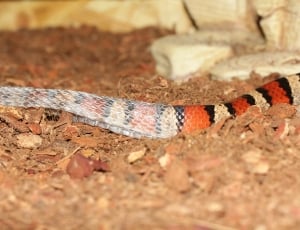 red and black striped snake leaving skin on brown soil thumbnail