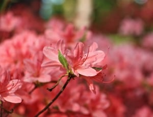 macro photography of pink petal flower thumbnail