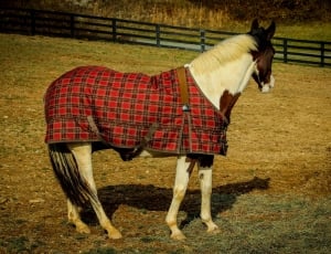 red black and gray horse cover thumbnail
