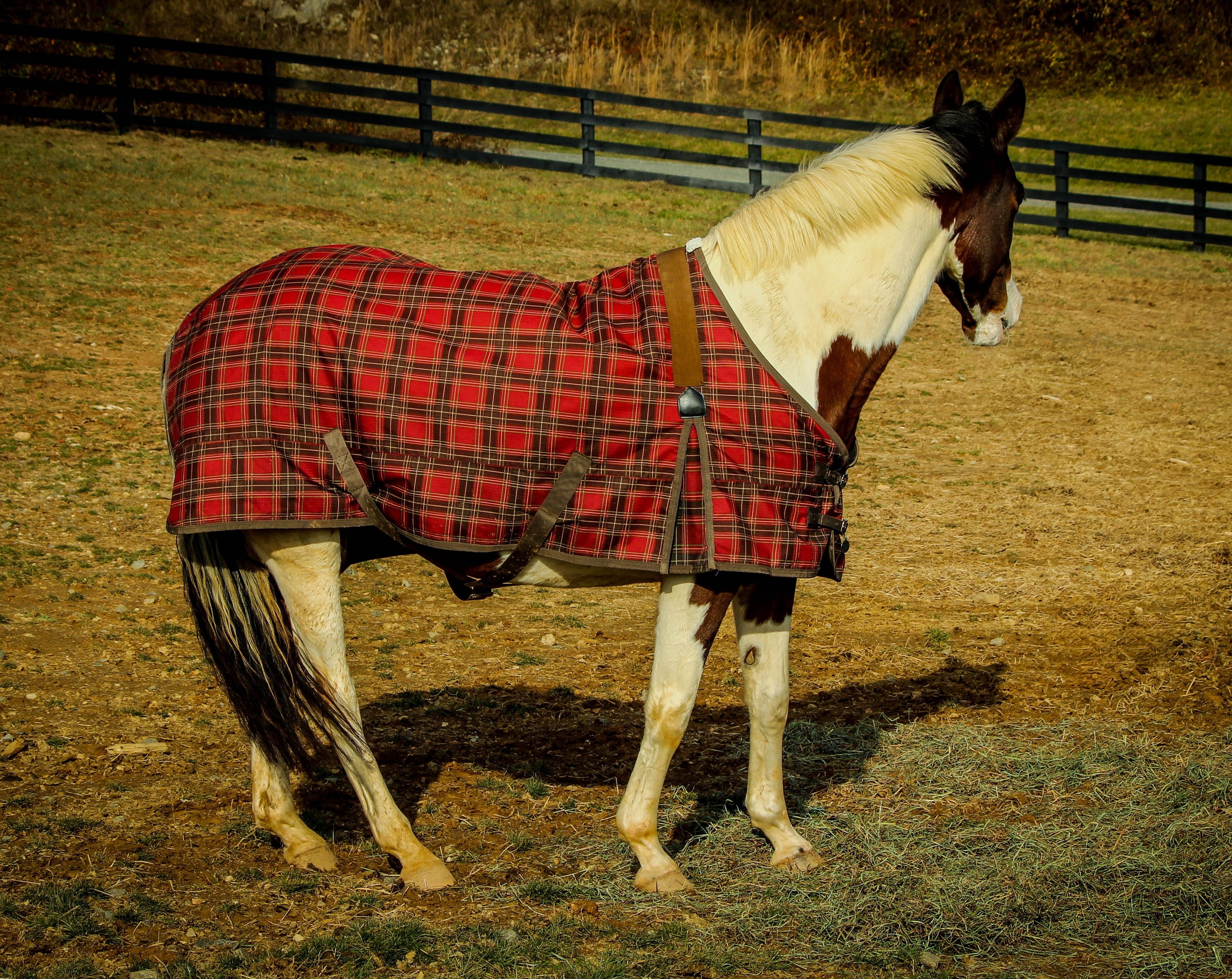 red black and gray horse cover