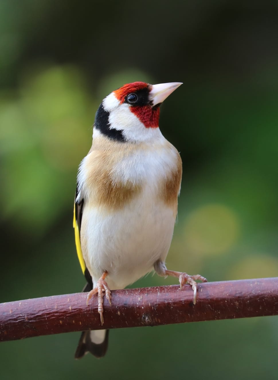 Song Bird, Garden Bird, Bird, Goldfinch, one animal, animal themes free  image | Peakpx