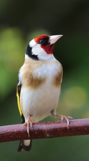 Song Bird, Garden Bird, Bird, Goldfinch, one animal, animal themes thumbnail