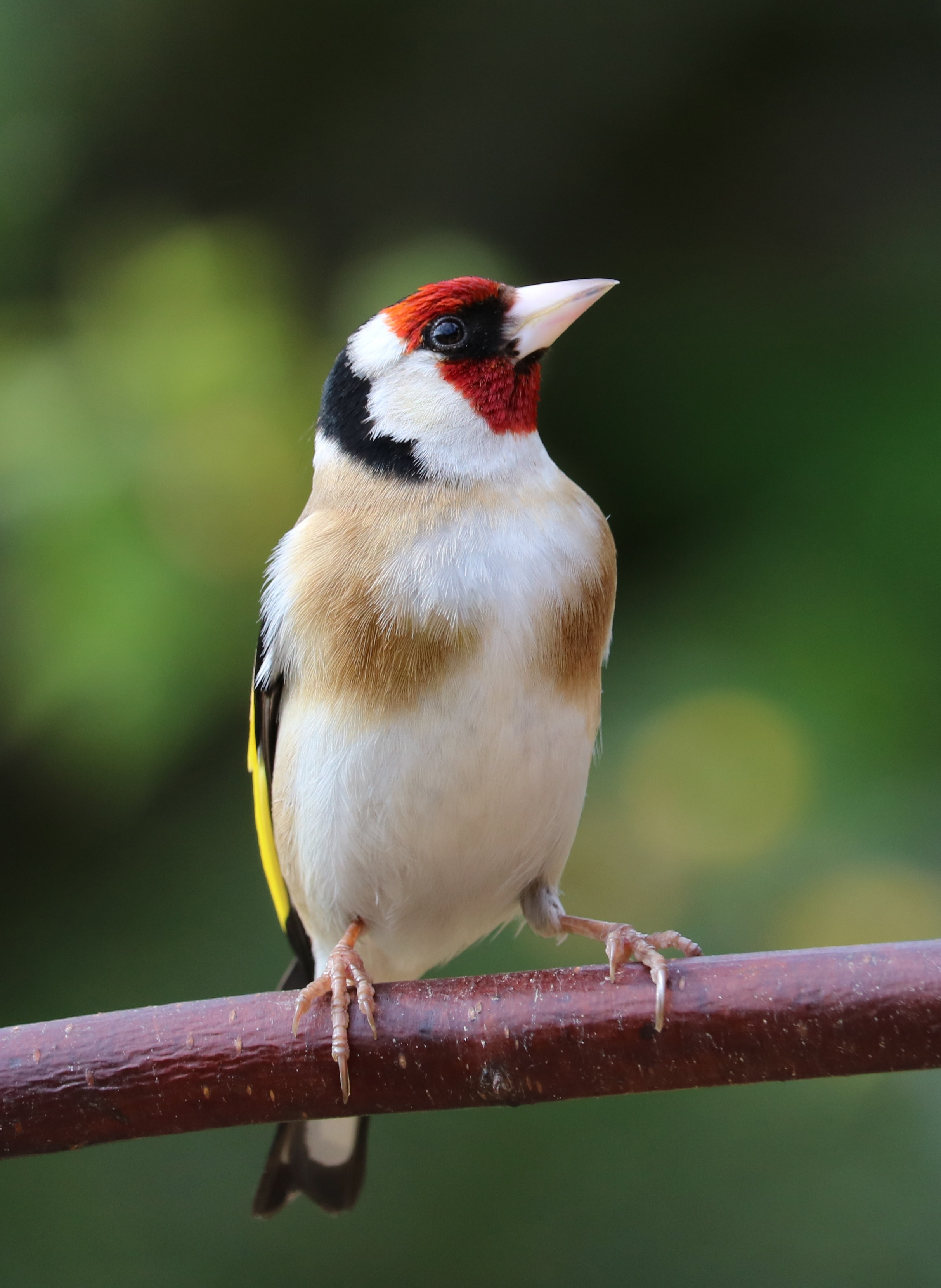 Song Bird, Garden Bird, Bird, Goldfinch, one animal, animal themes