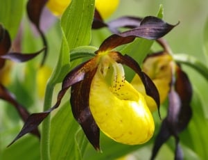 Frauenschuh, Orchid, Flower, Plant, growth, green color thumbnail