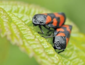 two black and orange planthopper on green leaf thumbnail