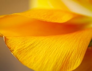 yellow petal thumbnail
