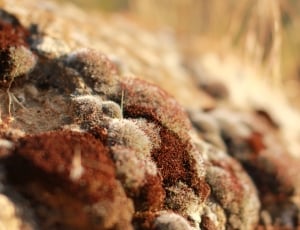 selective focus of brown stones thumbnail