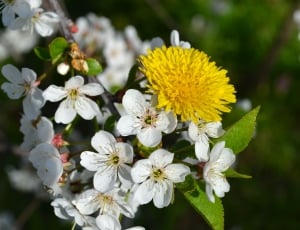yellow petaled flower and white petaled flowers thumbnail