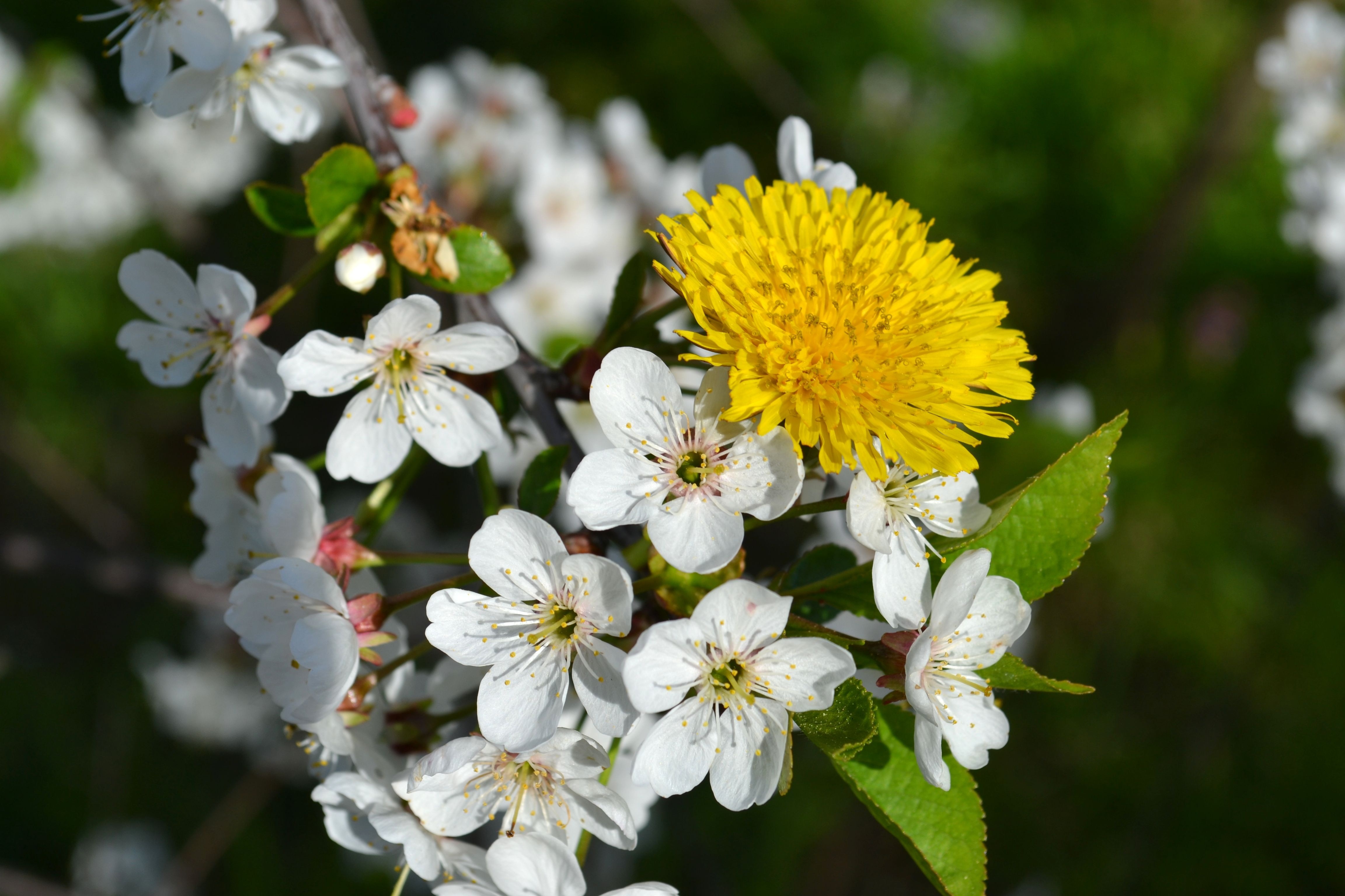 yellow petaled flower and white petaled flowers