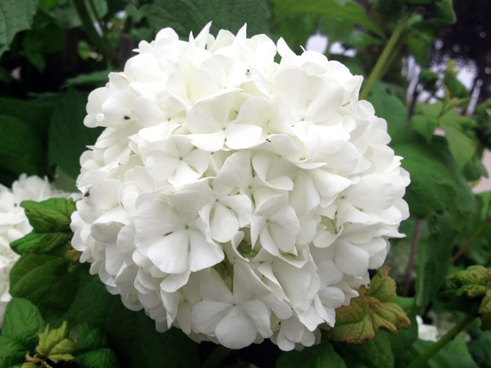 white 5 petaled flower preview