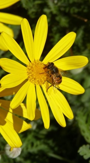 yellow petaled flower with bee thumbnail