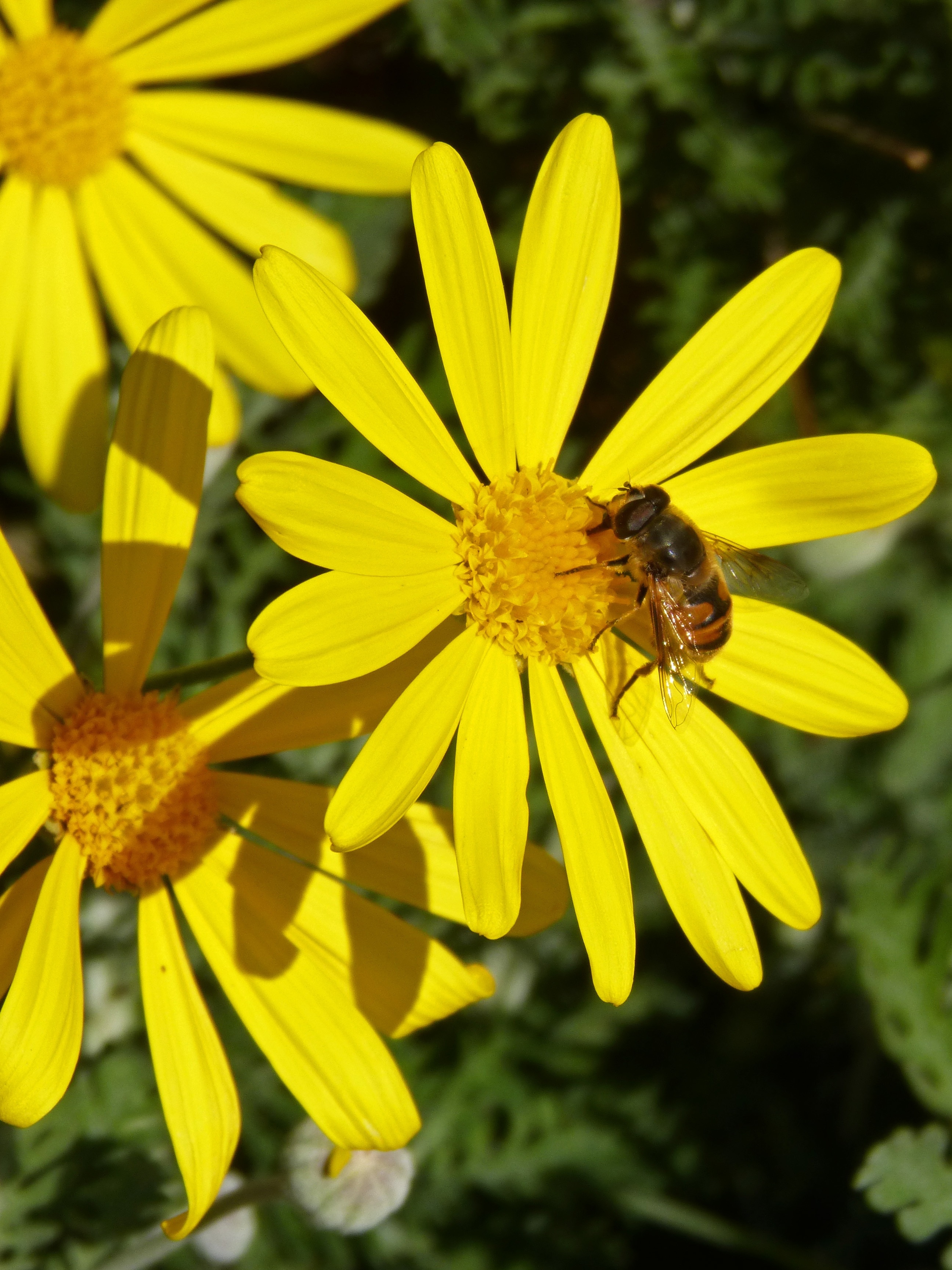 yellow petaled flower with bee