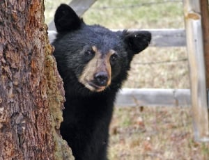 black bear behind tree during daytime thumbnail