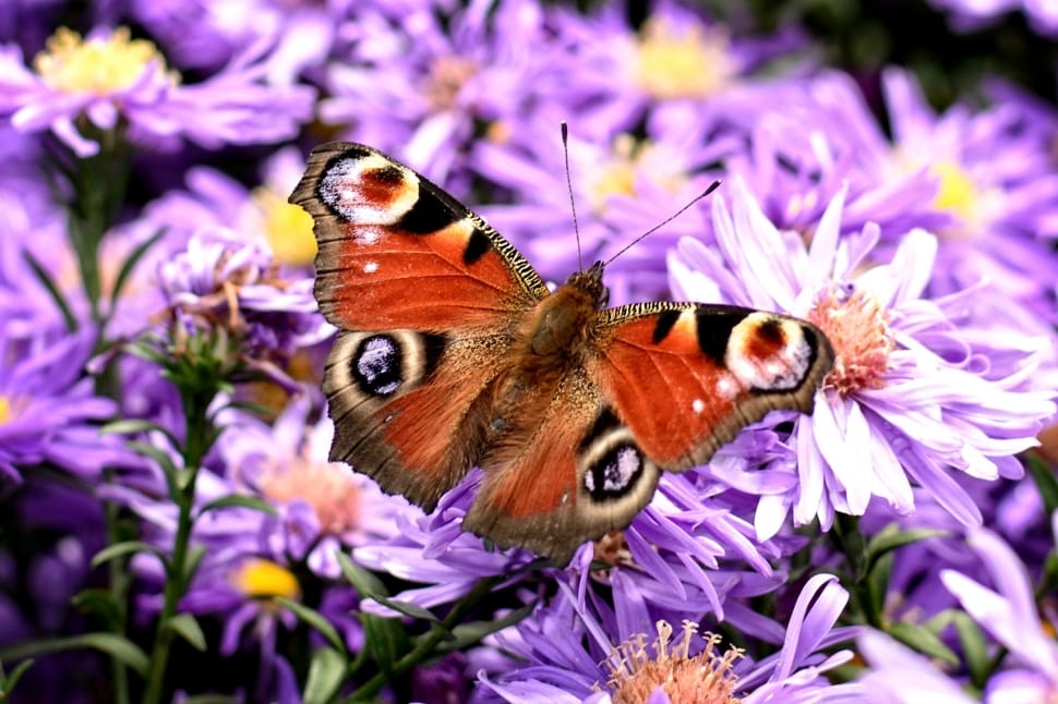 Butterfly, Aglais Io, Peacock Butterfly, flower, insect preview