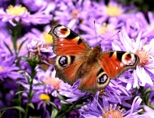 Butterfly, Aglais Io, Peacock Butterfly, flower, insect thumbnail