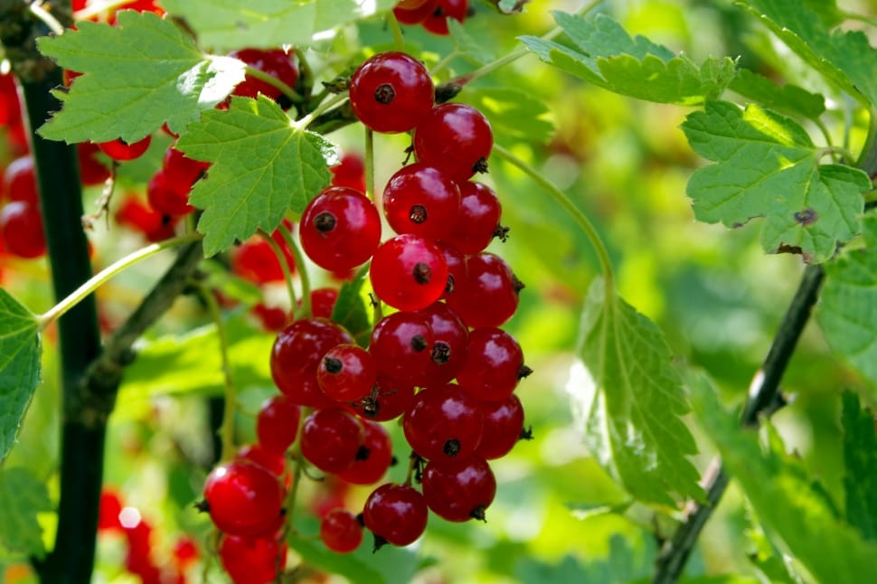 red currants preview