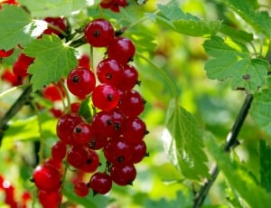red currants thumbnail