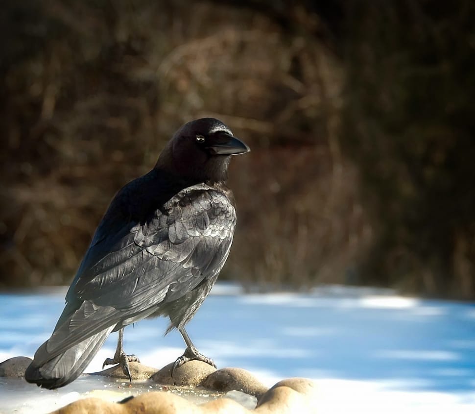 black raven preview