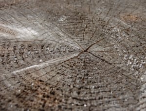 close up focus photo of a wood log base thumbnail