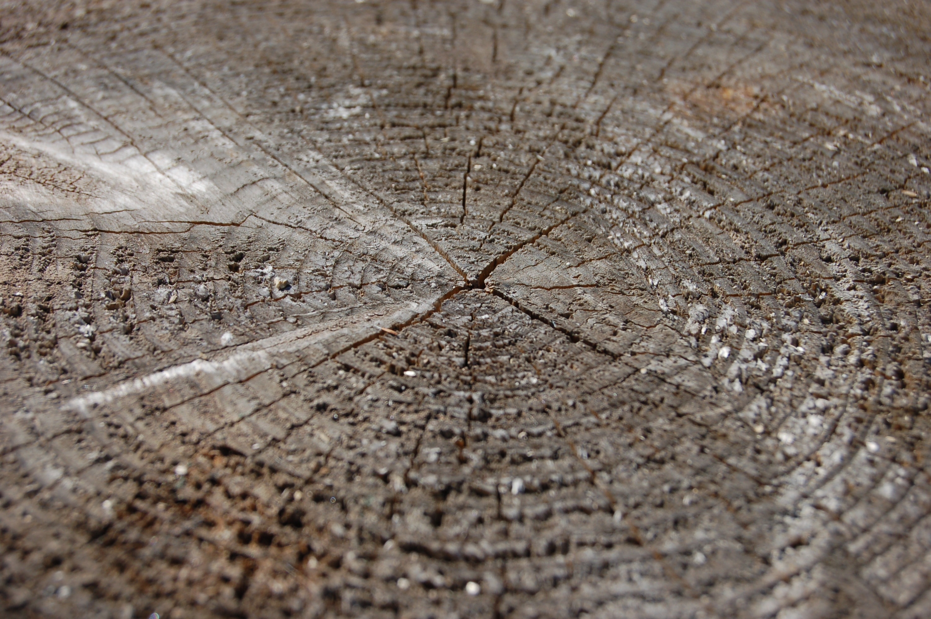 close up focus photo of a wood log base