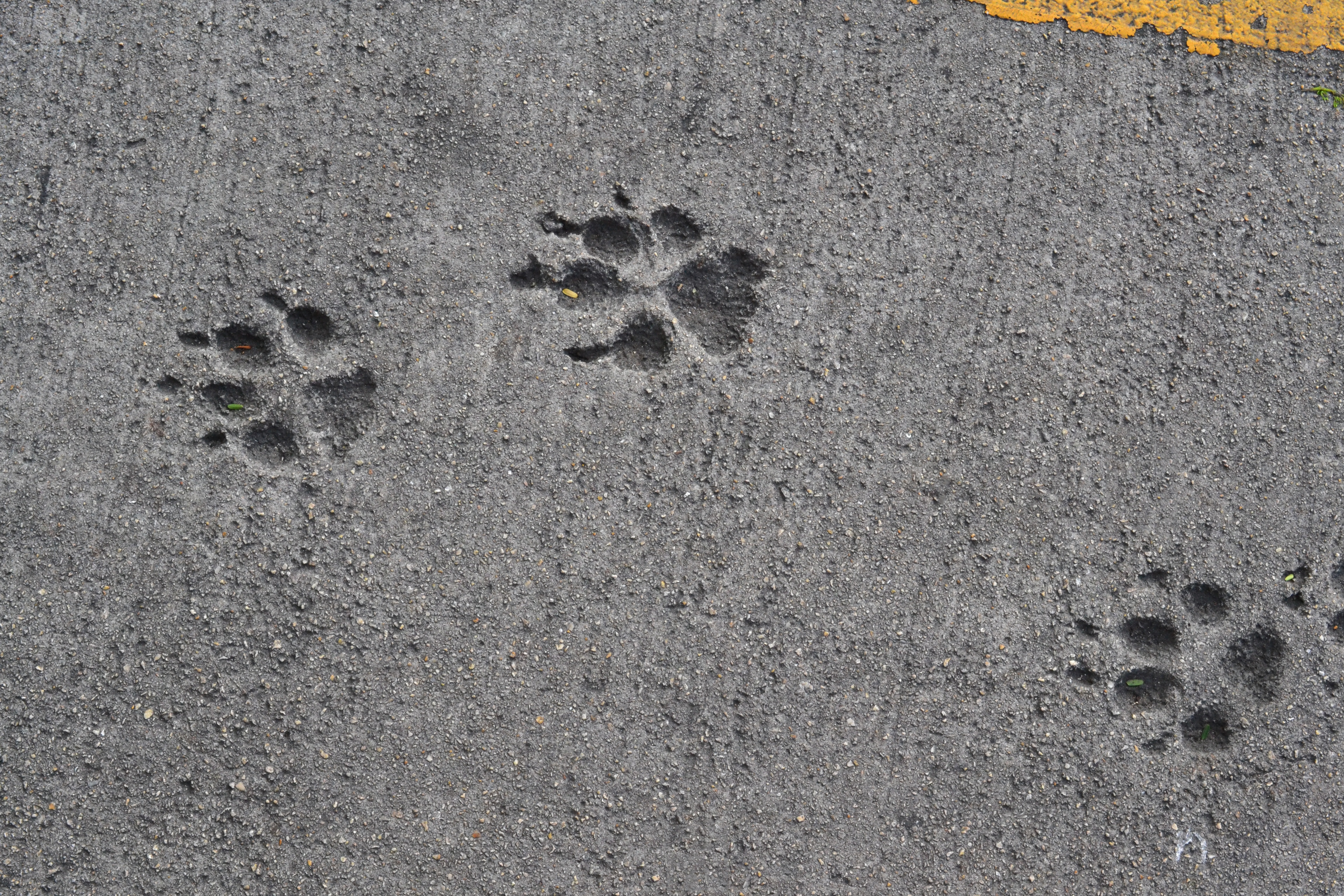 gray paw tracks