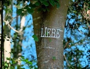 white liebe free standing letters thumbnail