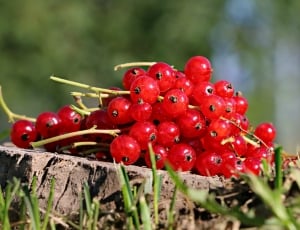 red round berries thumbnail