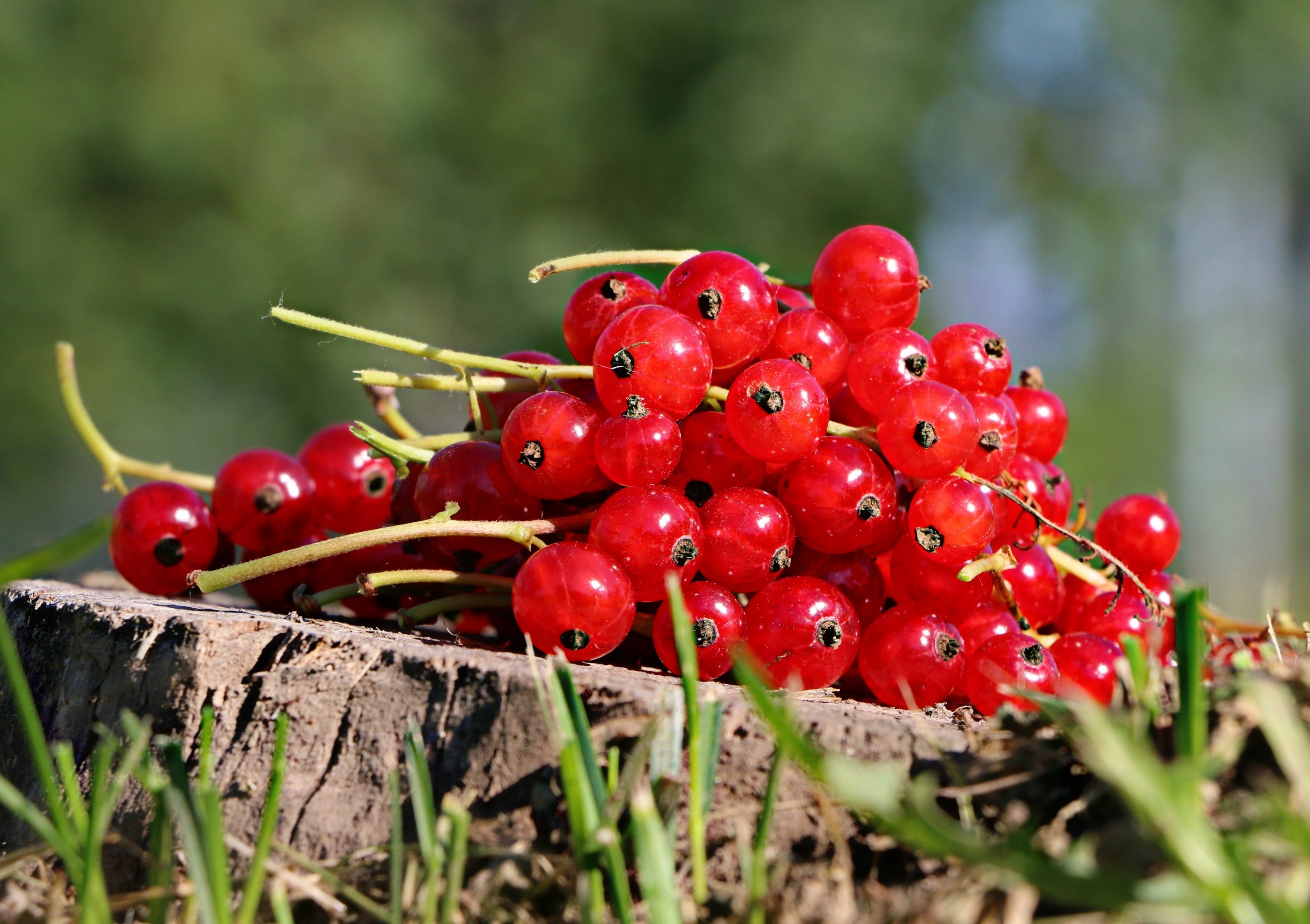 red round berries