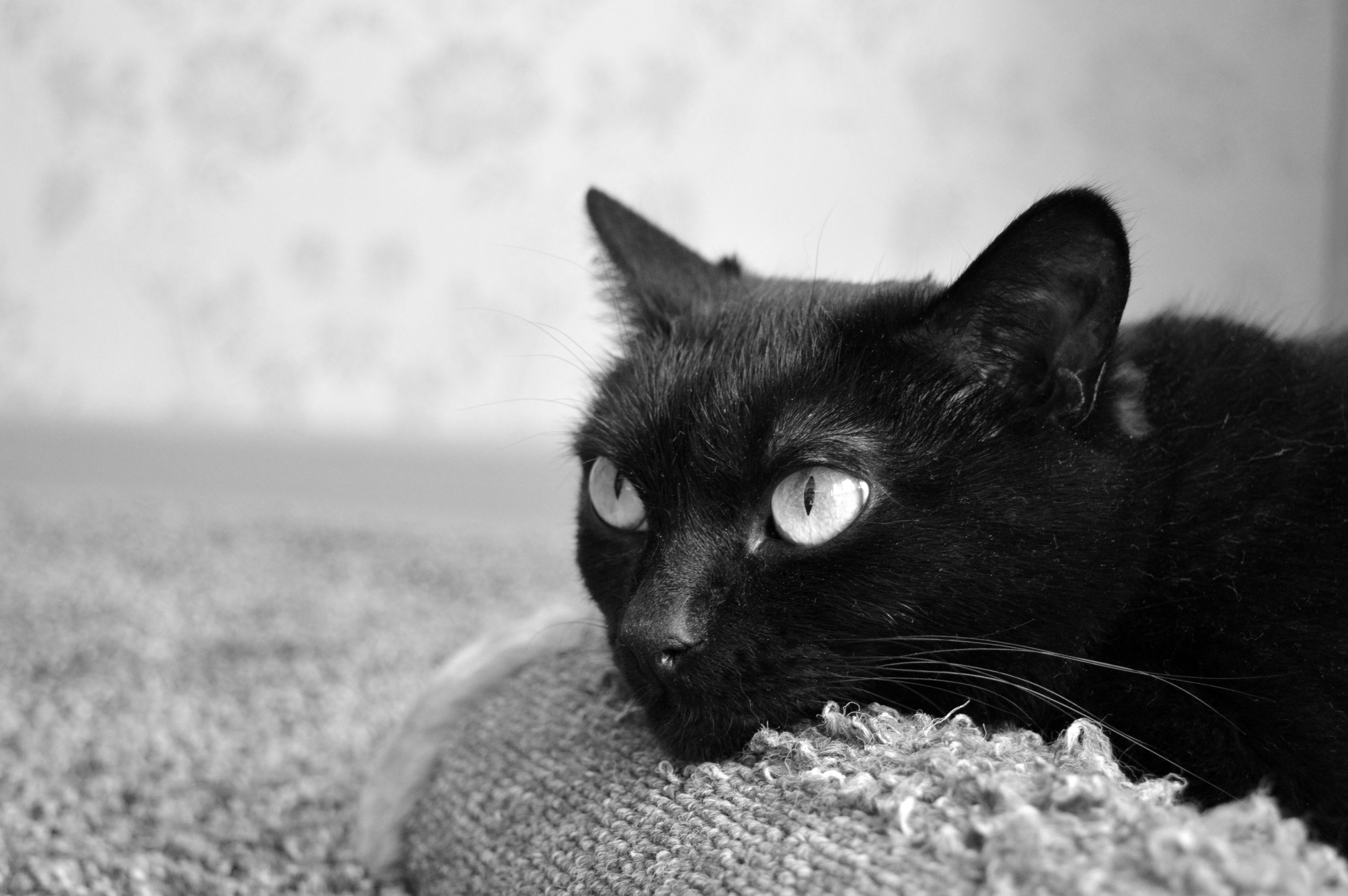 Черная кошка 11. Бомбейская кошка. Чёрный кот. Черные коты. Красивый черный кот.