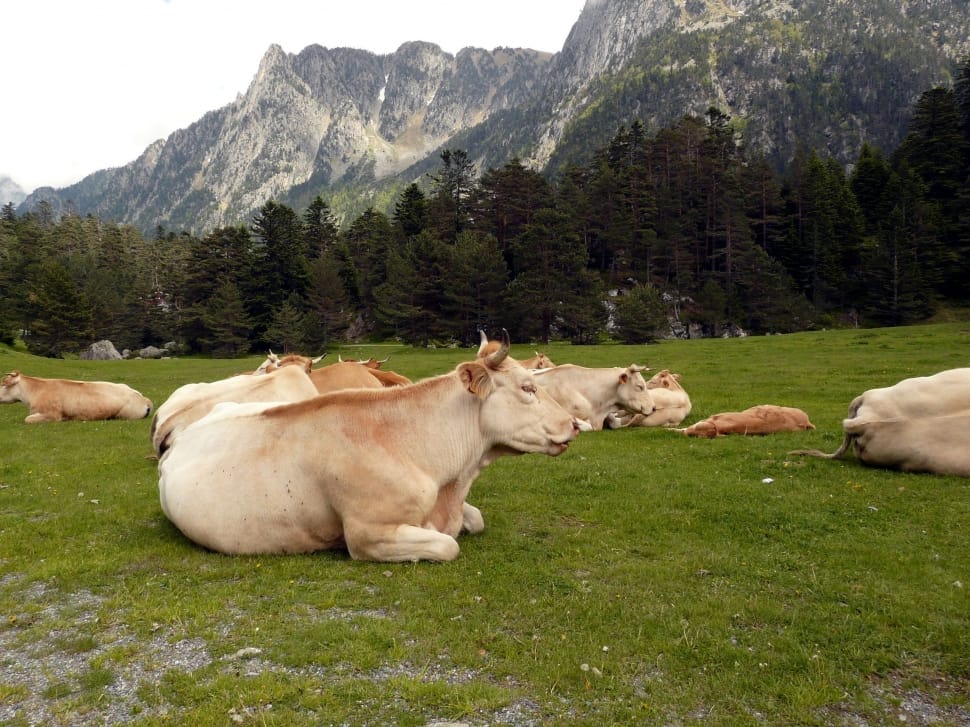 white and brown herd preview